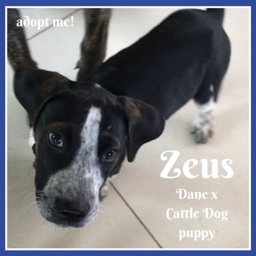 Zeus ~ Dane x Cattle Dog (on trial 16/3/2018)