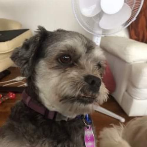Pepper and Jorja ~ Maltese (on trial 25/3/2018)