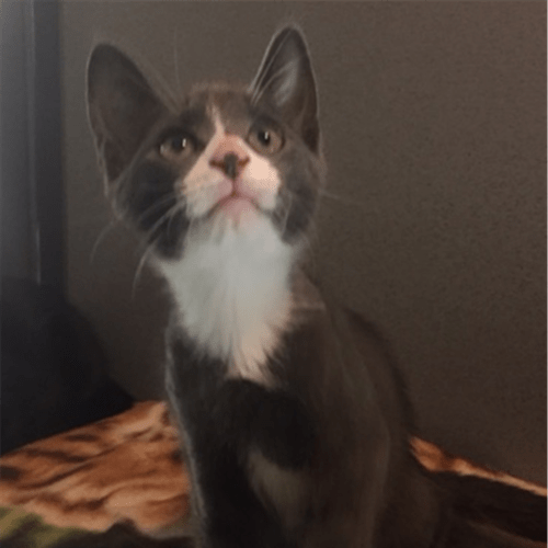 Stuart