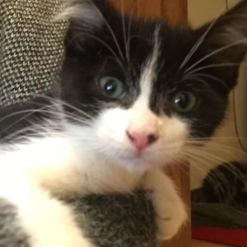 Midge(now Indie)