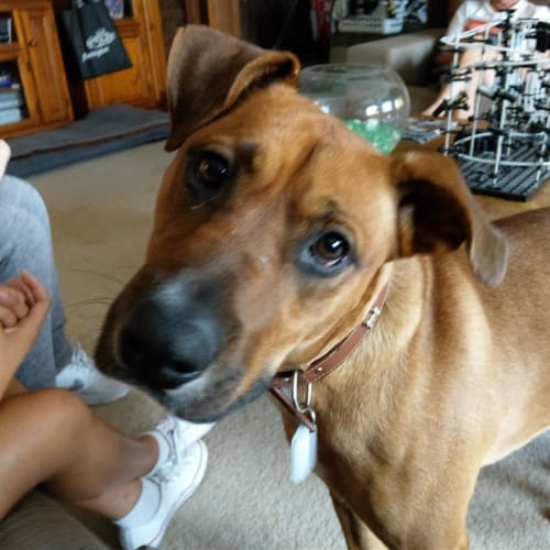 Dozer(now Deezil)