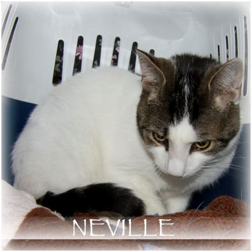 Neville