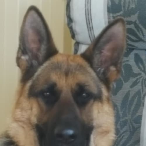 Sheba - Meet and Greet organised