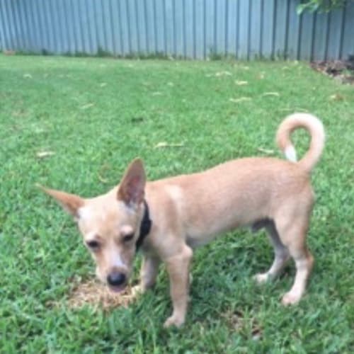 Odie D3809 