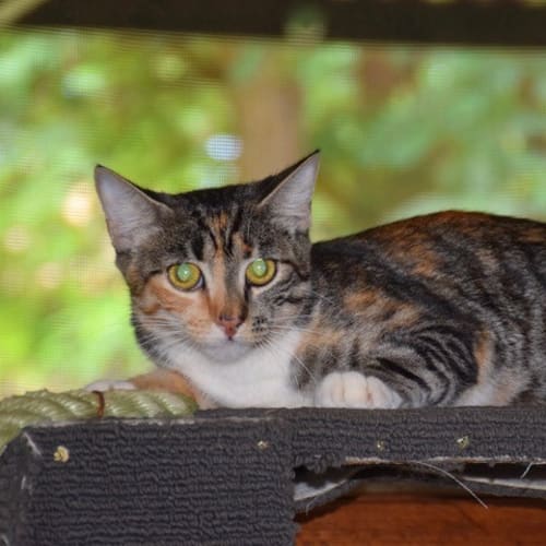 Olivia C3196 - Adoption Pending