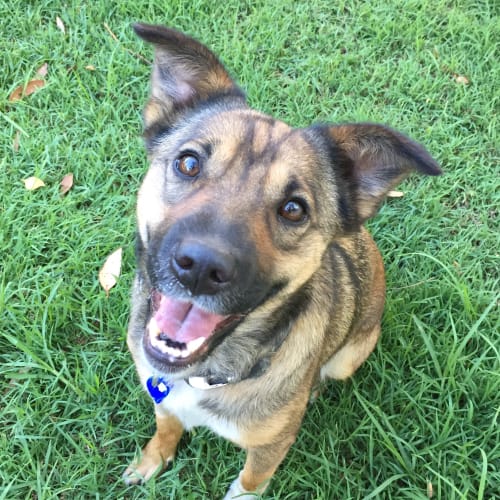 Holly ~ Shar Pei x ~ On Trial 11/8/18