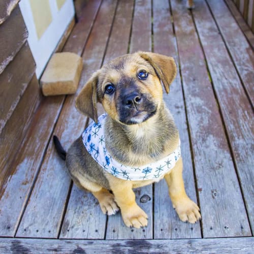 Athena ~ GS x Cattle pup (on trial 23-3-2018)
