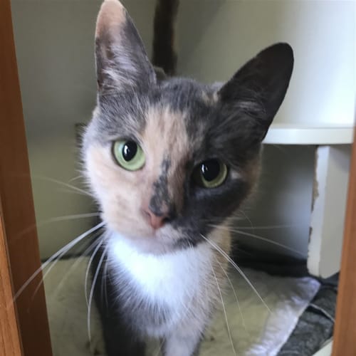 Nala