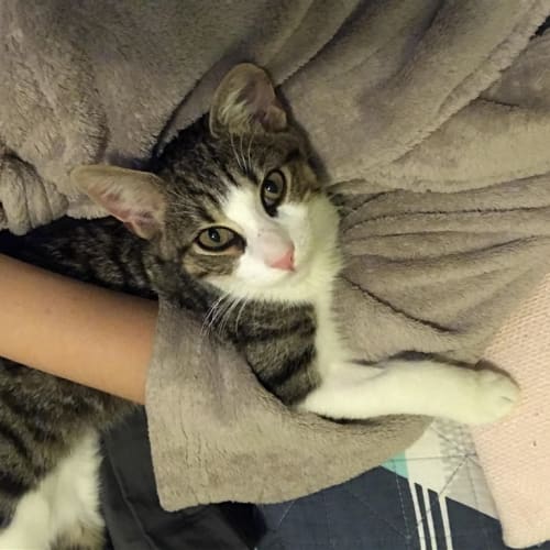 Pickles (now Hank)