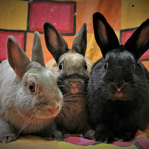 Violet, Pumpkin and Sooty