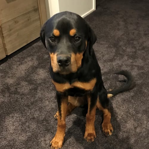 Simba Erindal