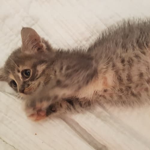 Nicky Hilton **2nd Chance Cat Rescue**