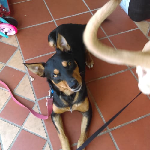 Junior