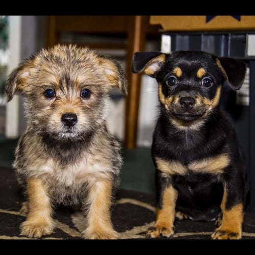 Sage ~ Maltese x Chihuahua pup (On Trial 2/4/18)