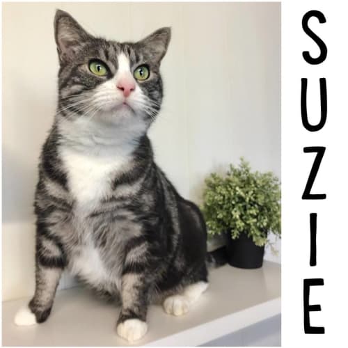 "Suzie" Needs A Home! 