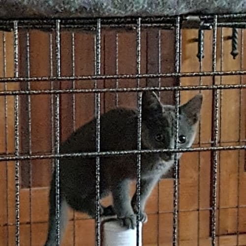 River Song ** 2nd Chance Cat Rescue**