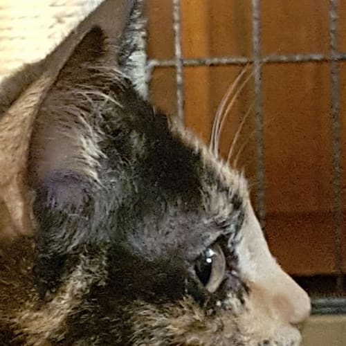 Ulrike **2nd Chance Cat Rescue**