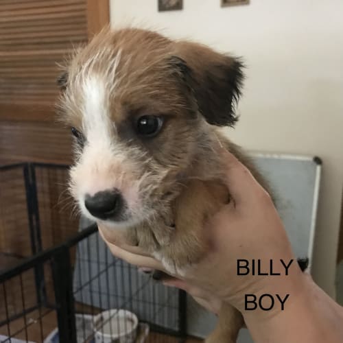 Billy