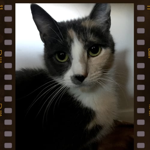 Mittens the Grey Calico Cat 
