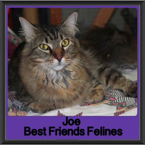 Joe