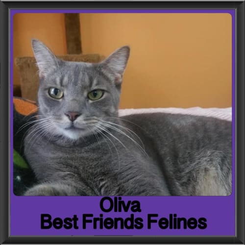 Oliva