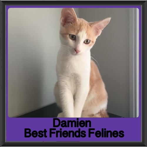 Damien