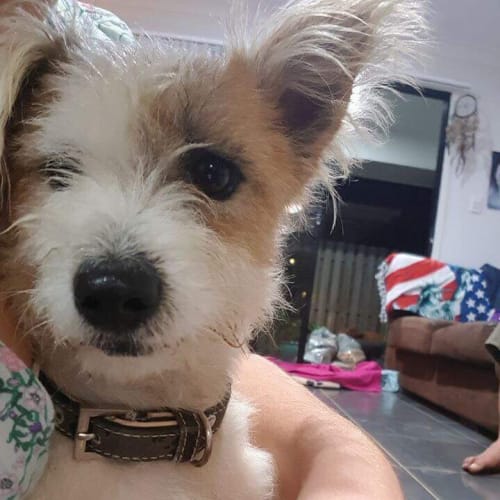 Bandit