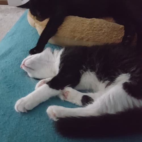 Marley ^^Dandy Cat Rescue^^