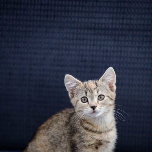 Freya