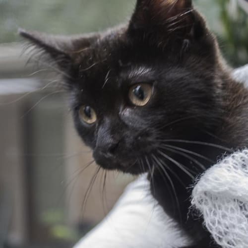 Balou Blue ~ Kitten (on trial 26/5/2018)