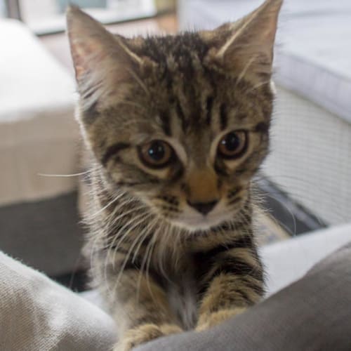 Butter Bean ~ Kitten (on trial 26/5/2018)