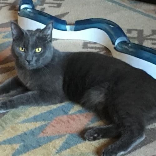 Misty (now Django)