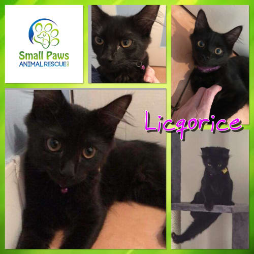 Licquorice