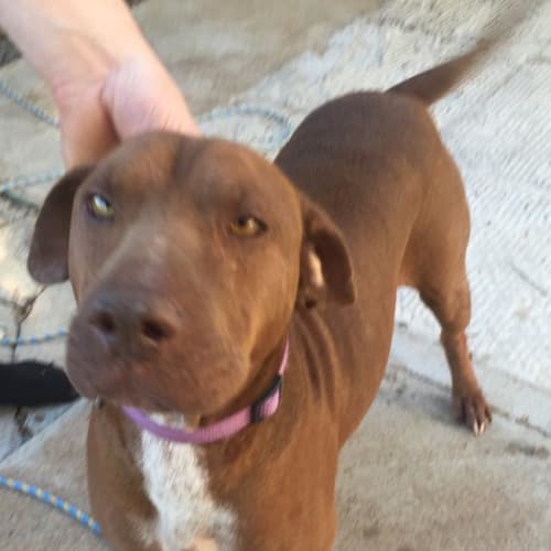 Cooper (Red)