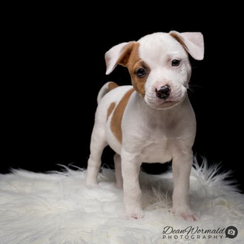 Diesel ~ Staffy x Jack Russell (on trial 30/3/18)