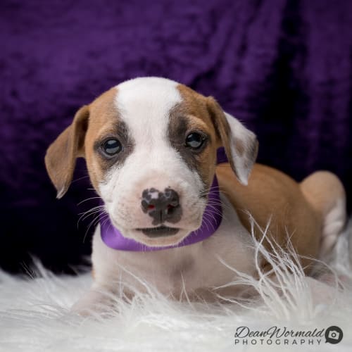 Flik ~ Staffy x Jack Russell (on trial 28/3/2018)