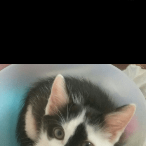 Smudge
