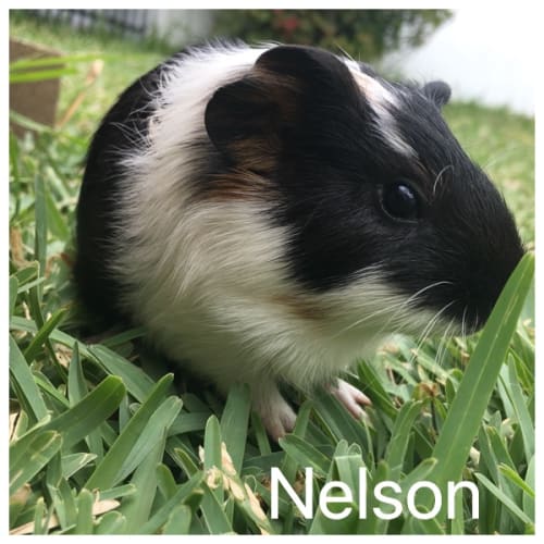 Nelson - desexed Male