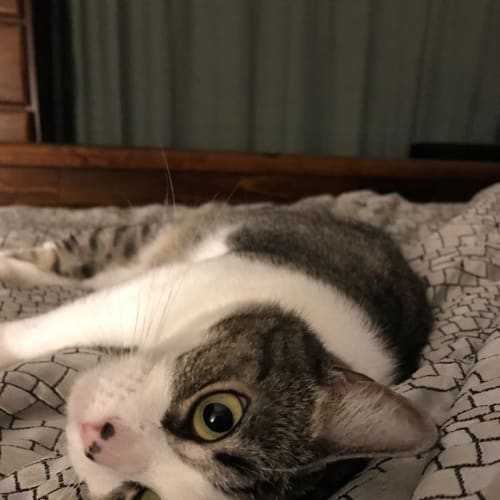 Ripley