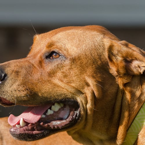 Bentley ~ Mastiff x Rottweiler (on trial 25/5/18)