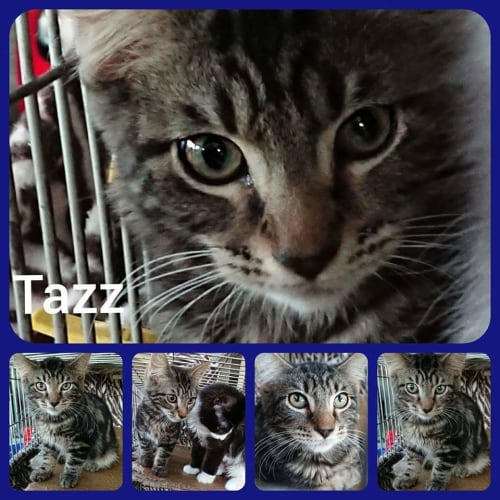 Tazz