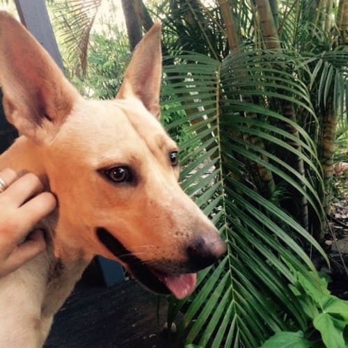 Scraps D3821