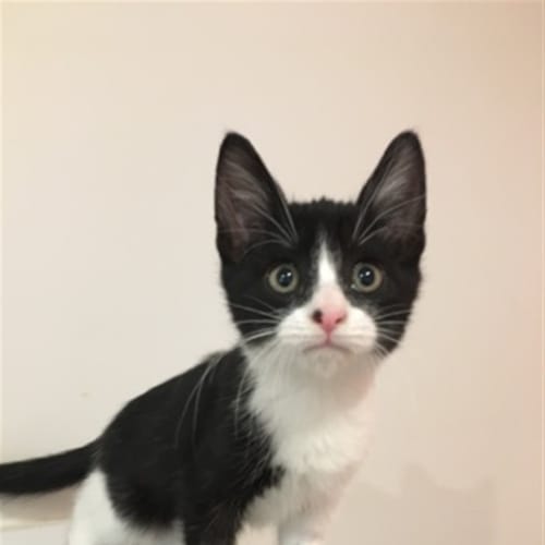 Cadbury