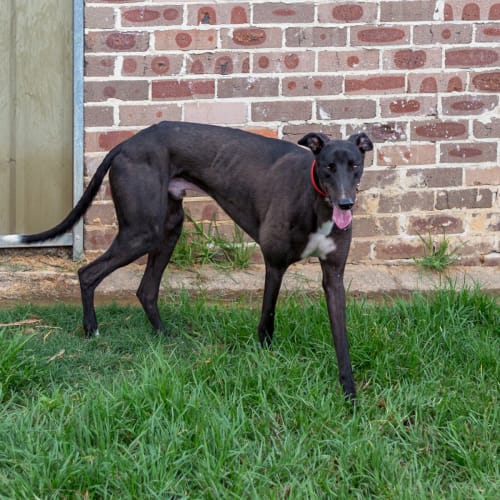 Ninja (On Trial 5 April)
