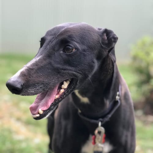Rosie (On Trial 4 April)