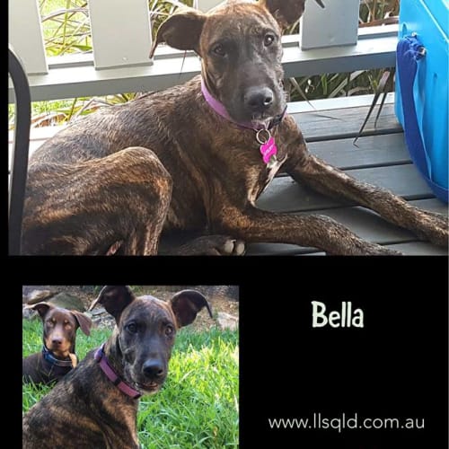Bella 