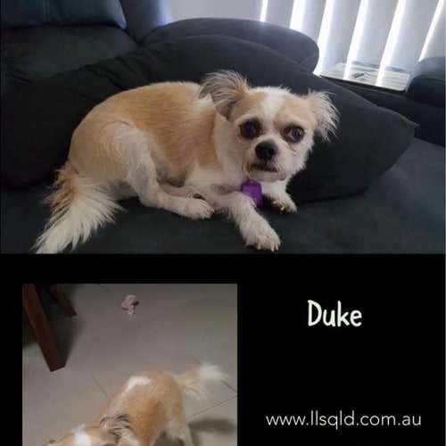 Duke