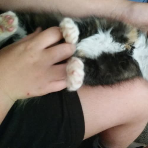 Garnet **2nd Chance Cat Rescue**