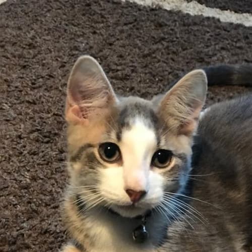Bounty (now Lemmy)