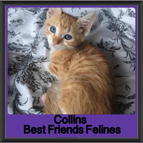 Collins 